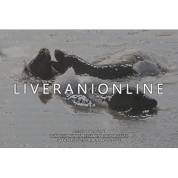 (110107) -- YANTAI, Jan. 7, 2011 () -- Harbor seals swim in ice water at a bay in a scenic area of Yantai, east China\'s Shandong Province, Jan. 7, 2011. As local temperature fell to minus 7 degrees centigrade, habour seals were trapped by the ice on the surface of water at the scenic area. Staff members have taken efforts to help harbor seals, an endangered species, go through the cold winter. () (zhs) Foche nuotano con difficolta\' sulla superficie ghiacciata del mare in una zone della baia di Yantai AG. ALDO LIVERANI SAS ITALY ONLY