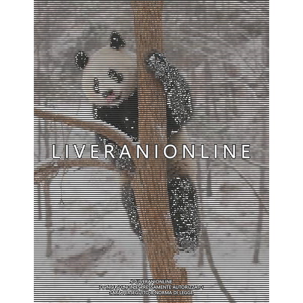(110127) -- HANZHONG, Jan. 27, 2011 () -- A panda climbs up a tree after snowfall in Foping County of Hanzhong City, northwest China\'s Shaanxi Province, Jan. 27, 2011. Foping witnessed heavy snowfall on Thursday, animals such as the pandas and golden monkeys enjoyed a happy day with the snow. (/Zhao Jianqiang) (xzj) ©photoshot/Agenzia Aldo Liverani Sas - ITALY ONLY - Panda e scimmie dorate si arrampicano sugli alberi coperti dalla neve dopo la nevicata nella contea di Foping a Hanzhong City, a nord-ovest della Cina nella provincia dello Shaanxi, 27 gennaio 2011.
