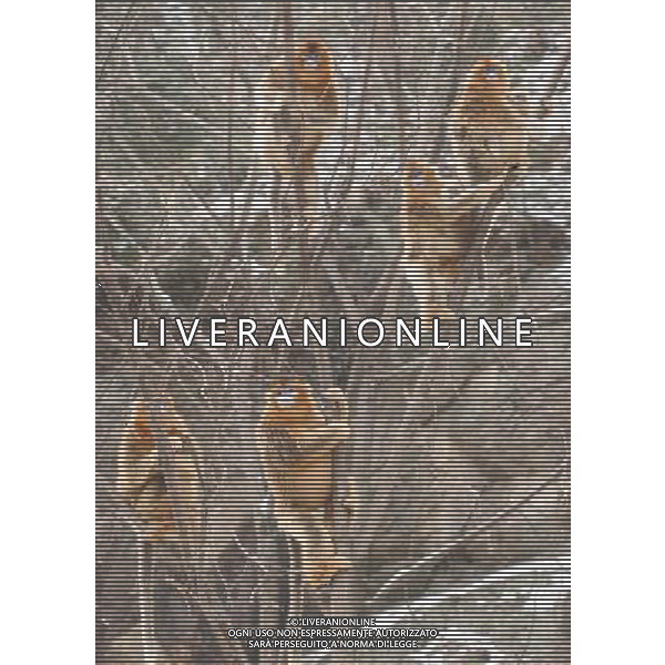 (110127) -- HANZHONG, Jan. 27, 2011 () -- Golden monkeys sit on a tree branch after snowfall in Foping County of Hanzhong City, northwest China\'s Shaanxi Province, Jan. 27, 2011. Foping witnessed heavy snowfall on Thursday, animals such as the pandas and golden monkeys enjoyed a happy day with the snow. (/Zhao Jianqiang) (xzj) ©photoshot/Agenzia Aldo Liverani Sas - ITALY ONLY - Panda e scimmie dorate si arrampicano sugli alberi coperti dalla neve dopo la nevicata nella contea di Foping a Hanzhong City, a nord-ovest della Cina nella provincia dello Shaanxi, 27 gennaio 2011.