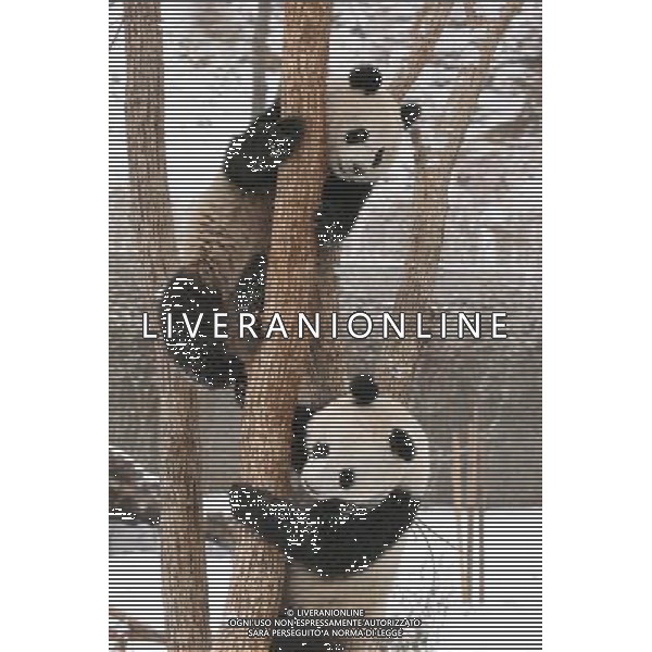 (110127) -- HANZHONG, Jan. 27, 2011 () -- Pandas climb up a tree after snowfall in Foping County of Hanzhong City, northwest China\'s Shaanxi Province, Jan. 27, 2011. Foping witnessed heavy snowfall on Thursday, animals such as the pandas and golden monkeys enjoyed a happy day with the snow. (/Zhao Jianqiang) (xzj) ©photoshot/Agenzia Aldo Liverani Sas - ITALY ONLY - Panda e scimmie dorate si arrampicano sugli alberi coperti dalla neve dopo la nevicata nella contea di Foping a Hanzhong City, a nord-ovest della Cina nella provincia dello Shaanxi, 27 gennaio 2011.