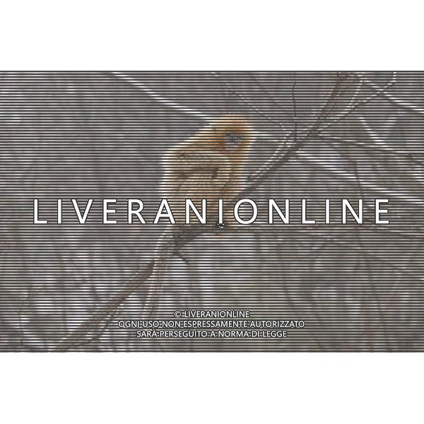 (110127) -- HANZHONG, Jan. 27, 2011 () -- A golden monkey sits on a tree branch after snowfall in Foping County of Hanzhong City, northwest China\'s Shaanxi Province, Jan. 27, 2011. Foping witnessed heavy snowfall on Thursday, animals such as the pandas and golden monkeys enjoyed a happy day with the snow. (/Zhao Jianqiang) (xzj) ©photoshot/Agenzia Aldo Liverani Sas - ITALY ONLY - Panda e scimmie dorate si arrampicano sugli alberi coperti dalla neve dopo la nevicata nella contea di Foping a Hanzhong City, a nord-ovest della Cina nella provincia dello Shaanxi, 27 gennaio 2011.