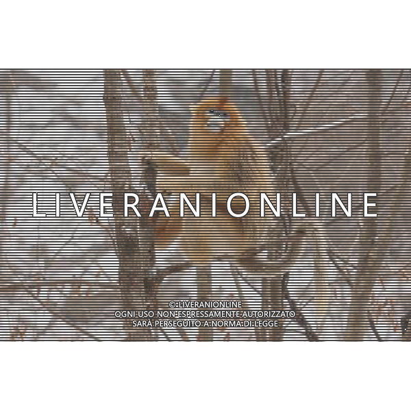 (110127) -- HANZHONG, Jan. 27, 2011 () -- A golden monkey sits on a tree branch after snowfall in Foping County of Hanzhong City, northwest China\'s Shaanxi Province, Jan. 27, 2011. Foping witnessed heavy snowfall on Thursday, animals such as the pandas and golden monkeys enjoyed a happy day with the snow. (/Zhao Jianqiang) (xzj) ©photoshot/Agenzia Aldo Liverani Sas - ITALY ONLY - Panda e scimmie dorate si arrampicano sugli alberi coperti dalla neve dopo la nevicata nella contea di Foping a Hanzhong City, a nord-ovest della Cina nella provincia dello Shaanxi, 27 gennaio 2011.