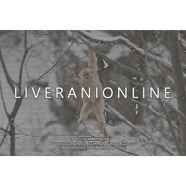 (110127) -- HANZHONG, Jan. 27, 2011 () -- A golden monkey holds a tree branch after snowfall in Foping County of Hanzhong City, northwest China\'s Shaanxi Province, Jan. 27, 2011. Foping witnessed heavy snowfall on Thursday, animals such as the pandas and golden monkeys enjoyed a happy day with the snow. (/Zhao Jianqiang) (xzj) ©photoshot/Agenzia Aldo Liverani Sas - ITALY ONLY - Panda e scimmie dorate si arrampicano sugli alberi coperti dalla neve dopo la nevicata nella contea di Foping a Hanzhong City, a nord-ovest della Cina nella provincia dello Shaanxi, 27 gennaio 2011.