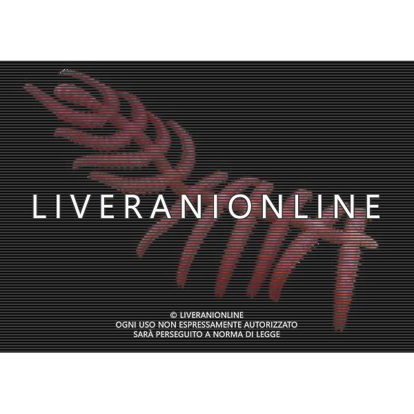 (110224) -- BERLIN, Feb. 24, 2011 () -- This undated handout, a computer-generated image provided by Chinese scientist Liu Jianni shows the probable appearance of the remarkable 520 million year old fossil Diania cactiformis in life discovered in southwest China\'s Yunnan Province. The legs are partially jointed and the front of the animal, with the projecting proboscis, is to the left. The research was published on Nature Magazine on Feb. 24. () (lr)Questo volantino non datato e\'una immagine generata al computer fornita da scienziato cinese Liu Jianni e mostra l\'aspetto probabile del cactiformis notevole fossiledi 520 milioni anni AG. ALDO LIVERANI SAS ITALY ONLY *** Local Caption *** .