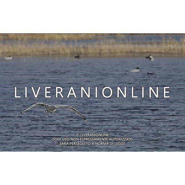 (110301) -- LHASA, March 1, 2011 () -- A bird flies over the Lhalu wetland in Lhasa, capital of southwest China\'s Tibet Autonomous Region, Feb. 28, 2011. A conservation regulation on wetlands in Tibet Autonomous Region came into force from Tuesday. (/Wen Tao)(wyo) ©photoshot/Agenzia Aldo Liverani Sas - ITALY ONLY - Paesaggio, veduta del parco Lhalu a Lhasa, capitale del sud-ovest della Cina Regione Autonoma del Tibet, 28 febbraio 2011.