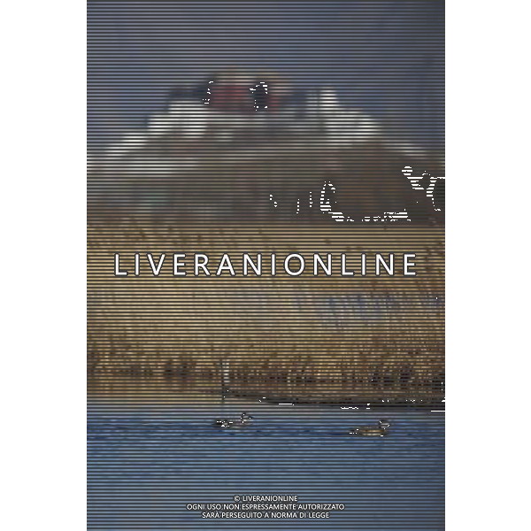 (110301) -- LHASA, March 1, 2011 () -- Birds are seen in the Lhalu wetland in Lhasa, capital of southwest China\'s Tibet Autonomous Region, Feb. 28, 2011. A conservation regulation on wetlands in Tibet Autonomous Region came into force from Tuesday. (/Wen Tao)(wyo) ©photoshot/Agenzia Aldo Liverani Sas - ITALY ONLY - Paesaggio, veduta del parco Lhalu a Lhasa, capitale del sud-ovest della Cina Regione Autonoma del Tibet, 28 febbraio 2011.