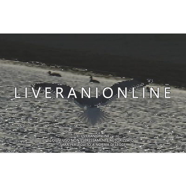 (110301) -- LHASA, March 1, 2011 () -- A bird flies over the Lhalu wetland in Lhasa, capital of southwest China\'s Tibet Autonomous Region, Feb. 28, 2011. A conservation regulation on wetlands in Tibet Autonomous Region came into force from Tuesday. (/Wen Tao)(wyo) ©photoshot/Agenzia Aldo Liverani Sas - ITALY ONLY - Paesaggio, veduta del parco Lhalu a Lhasa, capitale del sud-ovest della Cina Regione Autonoma del Tibet, 28 febbraio 2011.