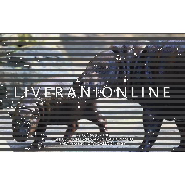 TAIPEI, March 30, 2011 A baby pygmy hippopotamus (L) plays with its mother at the Zoo of Taipei in Taipei, southeast China\'s Taiwan, March 29, 2011. (/Gong Bing) (jl) AG. ALDO LIVERANI SAS ITALY ONLY *** Local Caption *** .