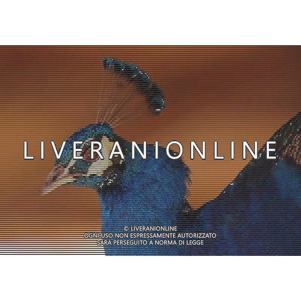 Kunming, 2 aprile 2011 - pavoni in uno zoo di animali selvatici a Kunming, capitale della Cina sud-occidentale della provincia dello Yunnan. ©Yiguang Lin/photoshot/ALDO LIVERANI SAS - ITALY ONLY - *** Local Caption *** .