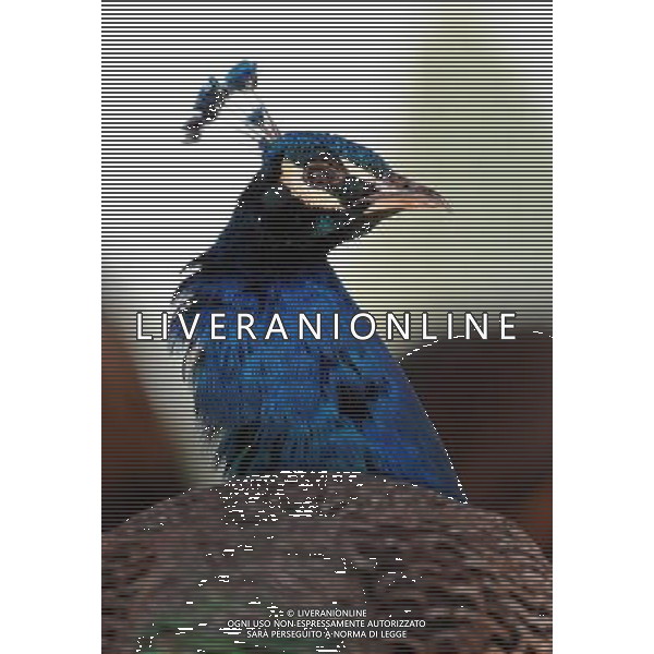 Kunming, 2 aprile 2011 - pavoni in uno zoo di animali selvatici a Kunming, capitale della Cina sud-occidentale della provincia dello Yunnan. ©Yiguang Lin/photoshot/ALDO LIVERANI SAS - ITALY ONLY - *** Local Caption *** .