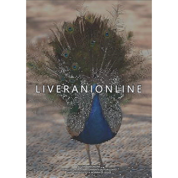 Kunming, 2 aprile 2011 - pavoni in uno zoo di animali selvatici a Kunming, capitale della Cina sud-occidentale della provincia dello Yunnan. ©Yiguang Lin/photoshot/ALDO LIVERANI SAS - ITALY ONLY - *** Local Caption *** .