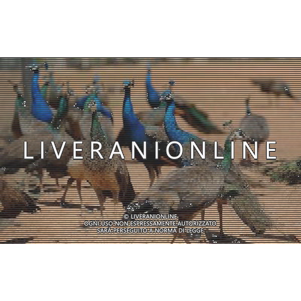 Kunming, 2 aprile 2011 - pavoni in uno zoo di animali selvatici a Kunming, capitale della Cina sud-occidentale della provincia dello Yunnan. ©Yiguang Lin/photoshot/ALDO LIVERANI SAS - ITALY ONLY - *** Local Caption *** .