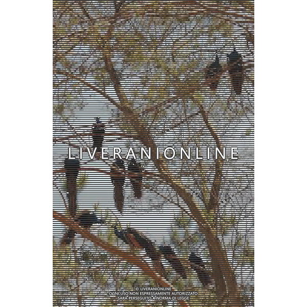 Kunming, 2 aprile 2011 - pavoni in uno zoo di animali selvatici a Kunming, capitale della Cina sud-occidentale della provincia dello Yunnan. ©Yiguang Lin/photoshot/ALDO LIVERANI SAS - ITALY ONLY - *** Local Caption *** .