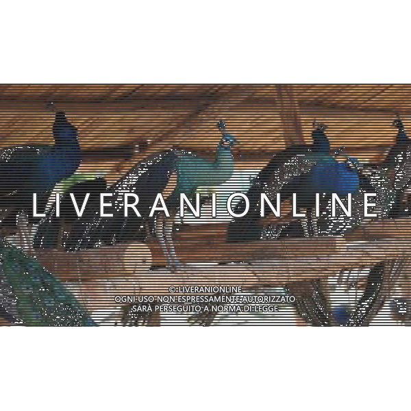 Kunming, 2 aprile 2011 - pavoni in uno zoo di animali selvatici a Kunming, capitale della Cina sud-occidentale della provincia dello Yunnan. ©Yiguang Lin/photoshot/ALDO LIVERANI SAS - ITALY ONLY - *** Local Caption *** .