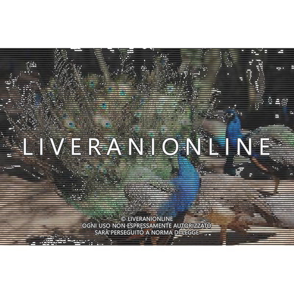 Kunming, 2 aprile 2011 - pavoni in uno zoo di animali selvatici a Kunming, capitale della Cina sud-occidentale della provincia dello Yunnan. ©Yiguang Lin/photoshot/ALDO LIVERANI SAS - ITALY ONLY - *** Local Caption *** .