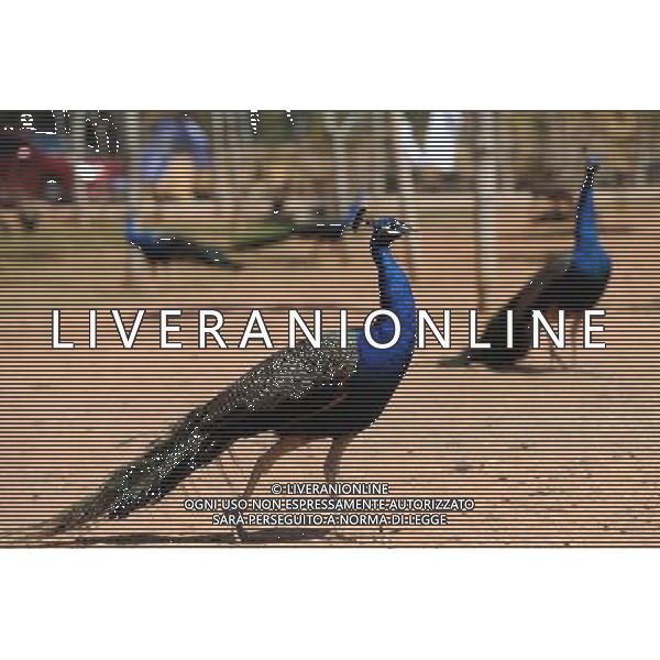 Kunming, 2 aprile 2011 - pavoni in uno zoo di animali selvatici a Kunming, capitale della Cina sud-occidentale della provincia dello Yunnan. ©Yiguang Lin/photoshot/ALDO LIVERANI SAS - ITALY ONLY - *** Local Caption *** .