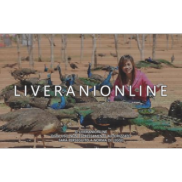 Kunming, 2 aprile 2011 - pavoni in uno zoo di animali selvatici a Kunming, capitale della Cina sud-occidentale della provincia dello Yunnan. ©Yiguang Lin/photoshot/ALDO LIVERANI SAS - ITALY ONLY - *** Local Caption *** .