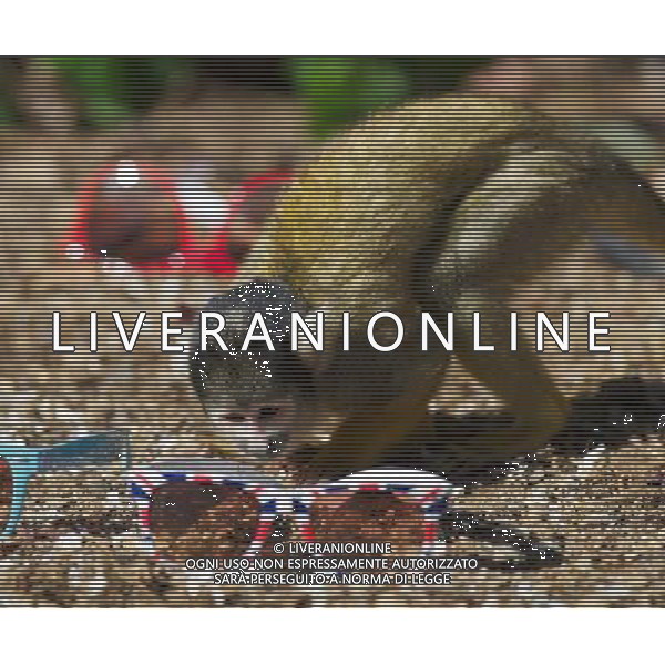 LONDON, UNITED KINGDOM 7 APRIL : Pic Shows London Zoo\'s Bolivian Squirrel Monkeys with Sunglasses, due to the warm and sunny weather in the captial on April, 7th, 2011 in London, England Zoo di Londra , una scimmis Boliviana gioca all\'nterno della sua gabbia AG. ALDO LIVERANI SAS ITALY ONLY *** Local Caption *** .