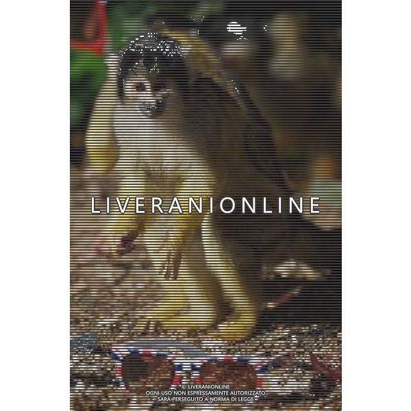 LONDON, UNITED KINGDOM 7 APRIL : Pic Shows London Zoo\'s Bolivian Squirrel Monkeys with Sunglasses, due to the warm and sunny weather in the captial on April, 7th, 2011 in London, England Zoo di Londra , una scimmis Boliviana gioca all\'nterno della sua gabbia AG. ALDO LIVERANI SAS ITALY ONLY *** Local Caption *** .