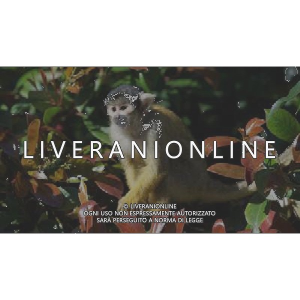 LONDON, UNITED KINGDOM 7 APRIL : Pic Shows London Zoo\'s Bolivian Squirrel Monkeys with Sunglasses, due to the warm and sunny weather in the captial on April, 7th, 2011 in London, England Zoo di Londra , una scimmis Boliviana gioca all\'nterno della sua gabbia AG. ALDO LIVERANI SAS ITALY ONLY *** Local Caption *** .
