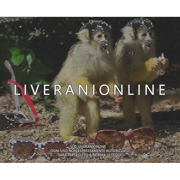 LONDON, UNITED KINGDOM 7 APRIL : Pic Shows London Zoo\'s Bolivian Squirrel Monkeys with Sunglasses, due to the warm and sunny weather in the captial on April, 7th, 2011 in London, England Zoo di Londra , una scimmis Boliviana gioca all\'nterno della sua gabbia AG. ALDO LIVERANI SAS ITALY ONLY *** Local Caption *** .