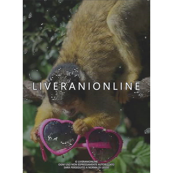 LONDON, UNITED KINGDOM 7 APRIL : Pic Shows London Zoo\'s Bolivian Squirrel Monkeys with Sunglasses, due to the warm and sunny weather in the captial on April, 7th, 2011 in London, England Zoo di Londra , una scimmis Boliviana gioca all\'nterno della sua gabbia AG. ALDO LIVERANI SAS ITALY ONLY *** Local Caption *** .