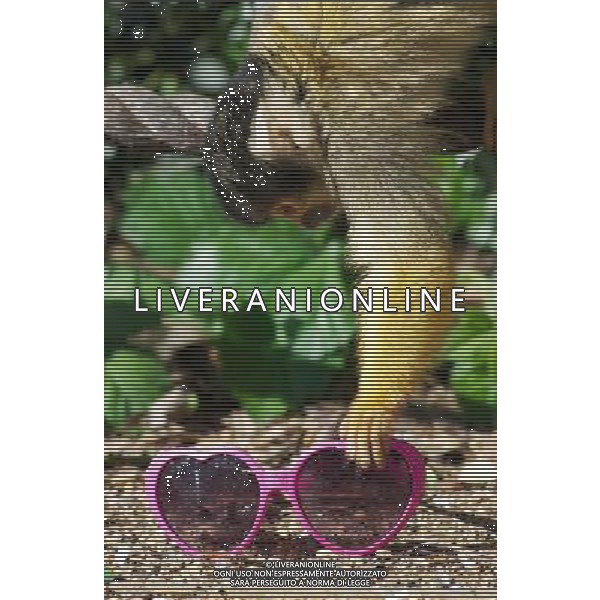 LONDON, UNITED KINGDOM 7 APRIL : Pic Shows London Zoo\'s Bolivian Squirrel Monkeys with Sunglasses, due to the warm and sunny weather in the captial on April, 7th, 2011 in London, England Zoo di Londra , una scimmis Boliviana gioca all\'nterno della sua gabbia AG. ALDO LIVERANI SAS ITALY ONLY *** Local Caption *** .