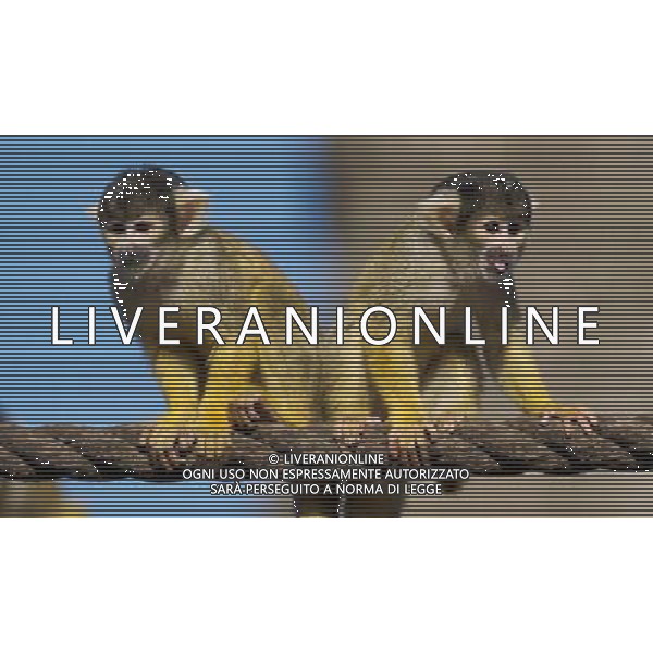 LONDON, UNITED KINGDOM 7 APRIL : Pic Shows London Zoo\'s Bolivian Squirrel Monkeys with Sunglasses, due to the warm and sunny weather in the captial on April, 7th, 2011 in London, England Zoo di Londra , una scimmis Boliviana gioca all\'nterno della sua gabbia AG. ALDO LIVERANI SAS ITALY ONLY *** Local Caption *** .