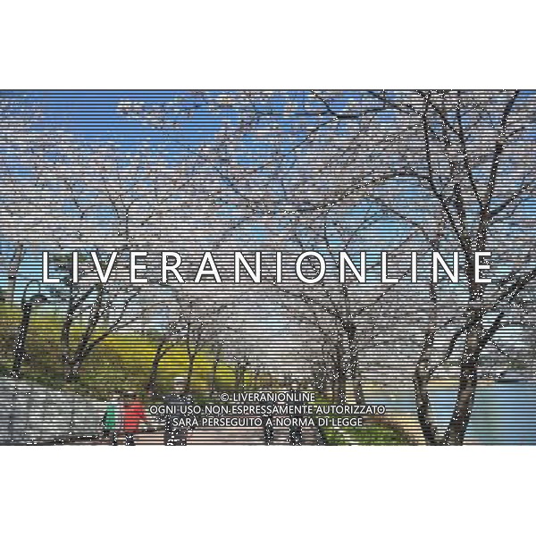 12/4/2011 SEOUL Turisti visatano ciliegi in fiore nei pressi di un lago a Lake Park Seokchon in gu Songpa a Seoul ©photoshot/ALDO IVERANI ITALY ONLY