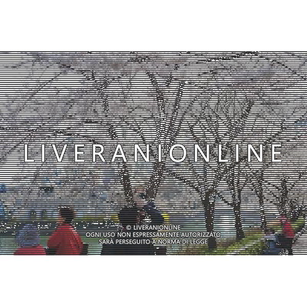 12/4/2011 SEOUL Turisti visatano ciliegi in fiore nei pressi di un lago a Lake Park Seokchon in gu Songpa a Seoul ©photoshot/ALDO IVERANI ITALY ONLY