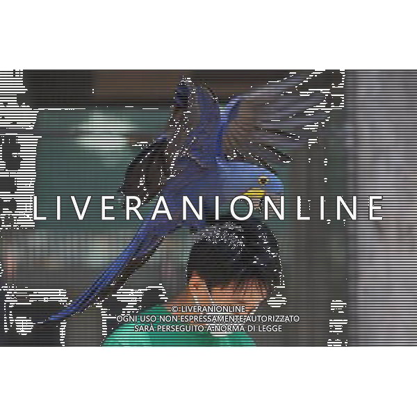 MANILA, 15 aprile 2011 - Uccelli International Inc. (BII) Avicola Park, Breeding and Research Center a Quezon City, Filippine . L\'impianto genera circa 2.000 a 3.000 pappagalli di varie specie annuali, che mira a garantire la conservazione, la conservazione, la sostenibilita\' e la condivisione di specie rare e minacciate di pappagalli. ©Rouelle Umali/ALDO LIVERANI - ITALY ONLY - *** Local Caption *** .