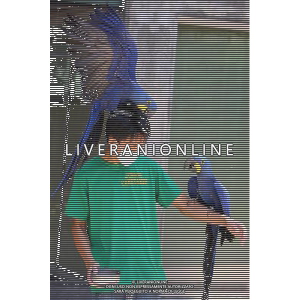 MANILA, 15 aprile 2011 - Uccelli International Inc. (BII) Avicola Park, Breeding and Research Center a Quezon City, Filippine . L\'impianto genera circa 2.000 a 3.000 pappagalli di varie specie annuali, che mira a garantire la conservazione, la conservazione, la sostenibilita\' e la condivisione di specie rare e minacciate di pappagalli. ©Rouelle Umali/ALDO LIVERANI - ITALY ONLY - *** Local Caption *** .