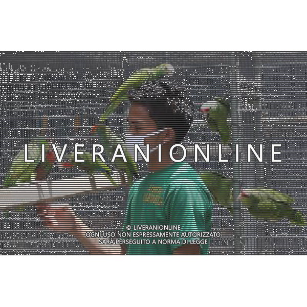 MANILA, 15 aprile 2011 - Uccelli International Inc. (BII) Avicola Park, Breeding and Research Center a Quezon City, Filippine . L\'impianto genera circa 2.000 a 3.000 pappagalli di varie specie annuali, che mira a garantire la conservazione, la conservazione, la sostenibilita\' e la condivisione di specie rare e minacciate di pappagalli. ©Rouelle Umali/ALDO LIVERANI - ITALY ONLY - *** Local Caption *** .