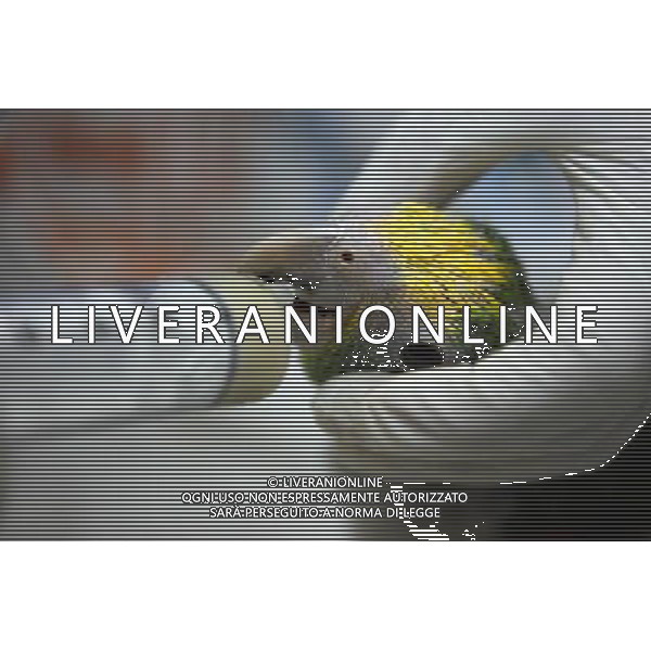 MANILA, 15 aprile 2011 - Uccelli International Inc. (BII) Avicola Park, Breeding and Research Center a Quezon City, Filippine . L\'impianto genera circa 2.000 a 3.000 pappagalli di varie specie annuali, che mira a garantire la conservazione, la conservazione, la sostenibilita\' e la condivisione di specie rare e minacciate di pappagalli. ©Rouelle Umali/ALDO LIVERANI - ITALY ONLY - *** Local Caption *** .
