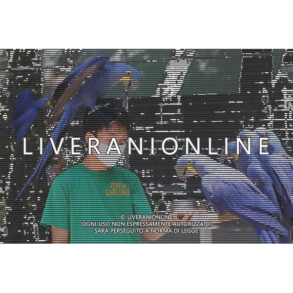 MANILA, 15 aprile 2011 - Uccelli International Inc. (BII) Avicola Park, Breeding and Research Center a Quezon City, Filippine . L\'impianto genera circa 2.000 a 3.000 pappagalli di varie specie annuali, che mira a garantire la conservazione, la conservazione, la sostenibilita\' e la condivisione di specie rare e minacciate di pappagalli. ©Rouelle Umali/ALDO LIVERANI - ITALY ONLY - *** Local Caption *** .