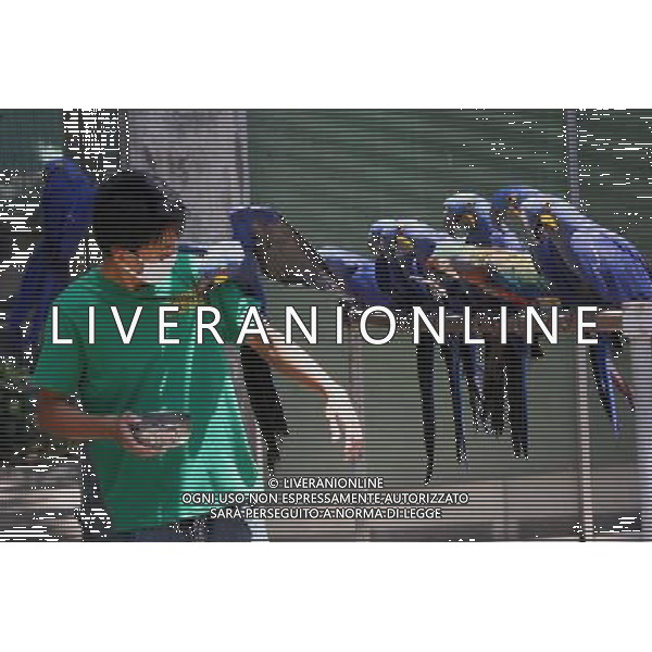 MANILA, 15 aprile 2011 - Uccelli International Inc. (BII) Avicola Park, Breeding and Research Center a Quezon City, Filippine . L\'impianto genera circa 2.000 a 3.000 pappagalli di varie specie annuali, che mira a garantire la conservazione, la conservazione, la sostenibilita\' e la condivisione di specie rare e minacciate di pappagalli. ©Rouelle Umali/ALDO LIVERANI - ITALY ONLY - *** Local Caption *** .