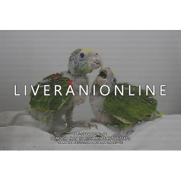 MANILA, 15 aprile 2011 - Uccelli International Inc. (BII) Avicola Park, Breeding and Research Center a Quezon City, Filippine . L\'impianto genera circa 2.000 a 3.000 pappagalli di varie specie annuali, che mira a garantire la conservazione, la conservazione, la sostenibilita\' e la condivisione di specie rare e minacciate di pappagalli. ©Rouelle Umali/ALDO LIVERANI - ITALY ONLY - *** Local Caption *** .