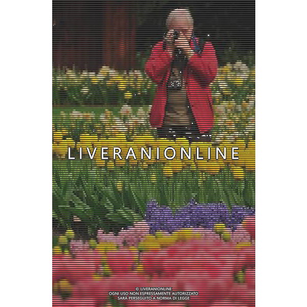 (110417) -- LISSE, April 17, 2011 () -- A tourist takes photos for tulips at Keukenhof Garden, Lisse, April 16, 2011. The annual floats parade on Saturday brought the peak of tourists to the garden. (/Shang Jun) (yc) Annuale parata e esposizione di fiori in Olanda AG. ALDO LIVERANI SAS ITALY ONLY *** Local Caption *** .