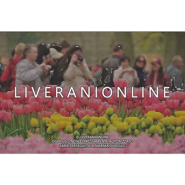 (110417) -- LISSE, April 17, 2011 () -- Tourists enjoy the scene of beautiful tulips at Keukenhof Garden, Lisse, April 16, 2011. The annual floats parade on Saturday brought the peak of tourists to the garden. (/Shang Jun) (yc) Annuale parata e esposizione di fiori in Olanda AG. ALDO LIVERANI SAS ITALY ONLY *** Local Caption *** .