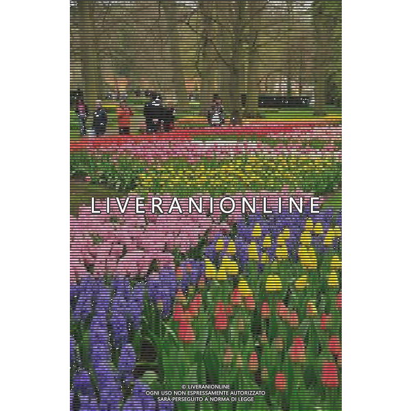 (110417) -- LISSE, April 17, 2011 () -- Tourists enjoy the scene of beautiful tulips at Keukenhof Garden, Lisse, April 16, 2011. The annual floats parade on Saturday brought the peak of tourists to the garden. (/Shang Jun) (yc) Annuale parata e esposizione di fiori in Olanda AG. ALDO LIVERANI SAS ITALY ONLY *** Local Caption *** .