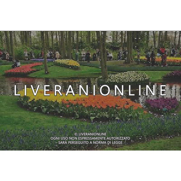 (110417) -- LISSE, April 17, 2011 () -- Tourists enjoy the scene of beautiful tulips at Keukenhof Garden, Lisse, April 16, 2011. The annual floats parade on Saturday brought the peak of tourists to the garden. (/Shang Jun) (yc) Annuale parata e esposizione di fiori in Olanda AG. ALDO LIVERANI SAS ITALY ONLY *** Local Caption *** .