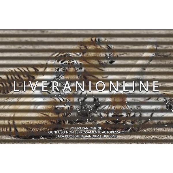 (110421) -- HARBIN, April 21, 2011 () -- Tigers rest in the Siberia Tiger Park in Harbin, capital of northeast China\'s Heilongjiang Province, April 21, 2011. The Siberia Tiger park, which is currently the largest breeding base for Siberian tigers, conducted Thursday the DNA-testing for some 100 Siberia tiger cubs born in 2010 so as to outline their family trees for further research, guarantee the pure blood of the species and prevent genetic degeneration as well. The DNA-testing program was launched here in 2001. By far, some 800 tigers received the test. Siberian tigers, among the world\'s 10 most endangered species, mostly live in northeast China and the Far East area of Russia. To protect the rare tigers from extinction, China established the breeding center in 1986, which now has more than 1,000 Siberian tigers in captivity. (/Wang Jianwei)(hdt) ©photoshot/Agenzia Aldo Liverani Sas - ITALY ONLY - Controllo dei chip e programma di test del DNA per le tigri siberiane per delineare gli alberi genealogici e prevenire la degenerazione genetica e proteggerle dall\'estinzione