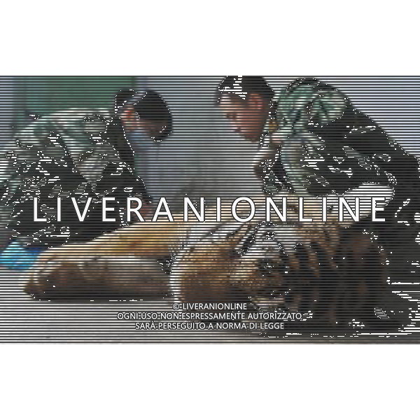 (110421) -- HARBIN, April 21, 2011 () -- Staff members collect the blood sample of a tiger in the Siberia Tiger Park in Harbin, capital of northeast China\'s Heilongjiang Province, April 21, 2011. The Siberia Tiger park, which is currently the largest breeding base for Siberian tigers, conducted Thursday the DNA-testing for some 100 Siberia tiger cubs born in 2010 so as to outline their family trees for further research, guarantee the pure blood of the species and prevent genetic degeneration as well. The DNA-testing program was launched here in 2001. By far, some 800 tigers received the test. Siberian tigers, among the world\'s 10 most endangered species, mostly live in northeast China and the Far East area of Russia. To protect the rare tigers from extinction, China established the breeding center in 1986, which now has more than 1,000 Siberian tigers in captivity. (/Wang Jianwei)(hdt) ©photoshot/Agenzia Aldo Liverani Sas - ITALY ONLY - Controllo dei chip e programma di test del DNA per le tigri siberiane per delineare gli alberi genealogici e prevenire la degenerazione genetica e proteggerle dall\'estinzione