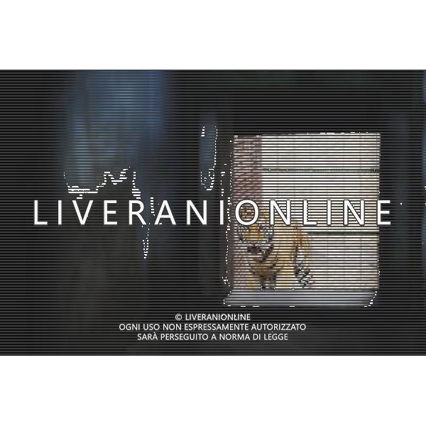 (110421) -- HARBIN, April 21, 2011 () -- A Siberia tiger to be injected with anesthetics is seen in the cage in the Siberia Tiger Park in Harbin, capital of northeast China\'s Heilongjiang Province, April 21, 2011. The Siberia Tiger park, which is currently the largest breeding base for Siberian tigers, conducted Thursday the DNA-testing for some 100 Siberia tiger cubs born in 2010 so as to outline their family trees for further research, guarantee the pure blood of the species and prevent genetic degeneration as well. The DNA-testing program was launched here in 2001. By far, some 800 tigers received the test. Siberian tigers, among the world\'s 10 most endangered species, mostly live in northeast China and the Far East area of Russia. To protect the rare tigers from extinction, China established the breeding center in 1986, which now has more than 1,000 Siberian tigers in captivity. (/Wang Jianwei)(hdt) ©photoshot/Agenzia Aldo Liverani Sas - ITALY ONLY - Controllo dei chip e programma di test del DNA per le tigri siberiane per delineare gli alberi genealogici e prevenire la degenerazione genetica e proteggerle dall\'estinzione