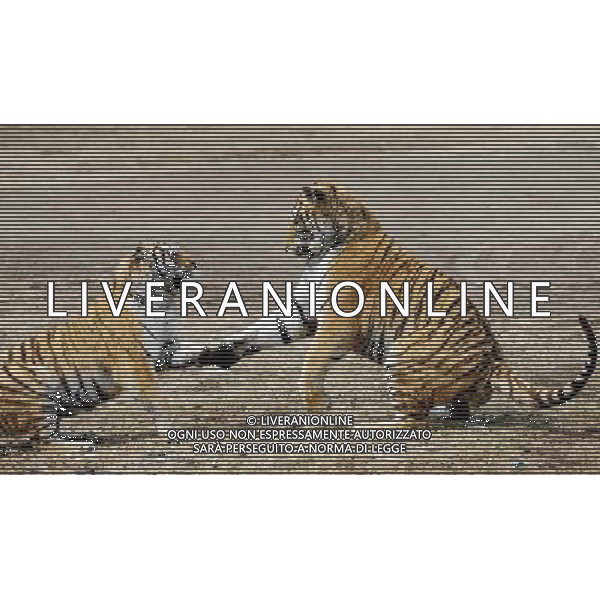 (110421) -- HARBIN, April 21, 2011 () -- Tigers play in the Siberia Tiger Park in Harbin, capital of northeast China\'s Heilongjiang Province, April 21, 2011. The Siberia Tiger park, which is currently the largest breeding base for Siberian tigers, conducted Thursday the DNA-testing for some 100 Siberia tiger cubs born in 2010 so as to outline their family trees for further research, guarantee the pure blood of the species and prevent genetic degeneration as well. The DNA-testing program was launched here in 2001. By far, some 800 tigers received the test. Siberian tigers, among the world\'s 10 most endangered species, mostly live in northeast China and the Far East area of Russia. To protect the rare tigers from extinction, China established the breeding center in 1986, which now has more than 1,000 Siberian tigers in captivity. (/Wang Jianwei)(hdt) ©photoshot/Agenzia Aldo Liverani Sas - ITALY ONLY - Controllo dei chip e programma di test del DNA per le tigri siberiane per delineare gli alberi genealogici e prevenire la degenerazione genetica e proteggerle dall\'estinzione