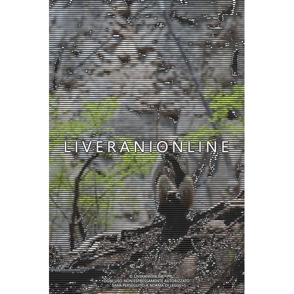 (110423) -- JINCHENG, April 23, 2011 -- A Taihang macaque is seen in Manghe Nature Reserve located in Taihang Mountains in Jincheng City, north China\'s Shanxi Province, April 21, 2011. The latest statistics showed that the number of Taihang macaques in Manghe Nature Reserve increased beyond 1,000 from 200 in 1983 when the reserve was founded. Fan Minda) (zn) ©photoshot/Agenzia Aldo Liverani Sas - ITALY ONLY - Un macaco della montagna di Taihang nella Riserva Naturale di Manghe a Jincheng City, nel nord della Cina nella provincia dello Shanxi, 21 aprile 2011. Nelle ultime statistiche e\' emerso che il numero di macachi in Taihang Manghe Riserva Naturale e\' aumentata oltre i 1.000 esemplari dai 200 del 1983, quando la riserva e\' stata fondata.