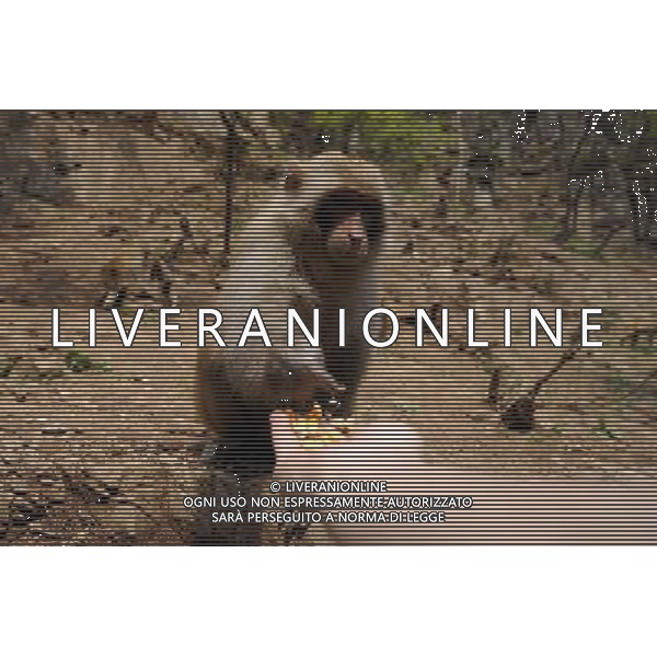 (110423) -- JINCHENG, April 23, 2011 -- A Taihang macaque picks up corn grains from a tourist\'s hand in Manghe Nature Reserve located in Taihang Mountains in Jincheng City, north China\'s Shanxi Province, April 21, 2011. The latest statistics showed that the number of Taihang macaques in Manghe Nature Reserve increased beyond 1,000 from 200 in 1983 when the reserve was founded. Fan Minda) (zn) ©photoshot/Agenzia Aldo Liverani Sas - ITALY ONLY - Un macaco della montagna di Taihang nella Riserva Naturale di Manghe a Jincheng City, nel nord della Cina nella provincia dello Shanxi, 21 aprile 2011. Nelle ultime statistiche e\' emerso che il numero di macachi in Taihang Manghe Riserva Naturale e\' aumentata oltre i 1.000 esemplari dai 200 del 1983, quando la riserva e\' stata fondata.