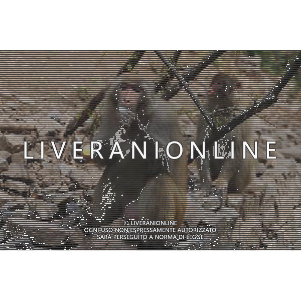 (110423) -- JINCHENG, April 23, 2011 -- Taihang macaques are seen in Manghe Nature Reserve located in Taihang Mountains in Jincheng City, north China\'s Shanxi Province, April 21, 2011. The latest statistics showed that the number of Taihang macaques in Manghe Nature Reserve increased beyond 1,000 from 200 in 1983 when the reserve was founded. Fan Minda) (zn) ©photoshot/Agenzia Aldo Liverani Sas - ITALY ONLY - Un macaco della montagna di Taihang nella Riserva Naturale di Manghe a Jincheng City, nel nord della Cina nella provincia dello Shanxi, 21 aprile 2011. Nelle ultime statistiche e\' emerso che il numero di macachi in Taihang Manghe Riserva Naturale e\' aumentata oltre i 1.000 esemplari dai 200 del 1983, quando la riserva e\' stata fondata.