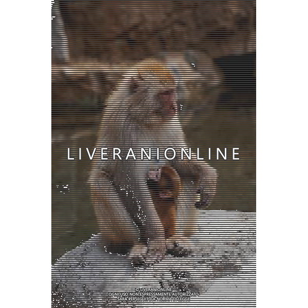 (110423) -- JINCHENG, April 23, 2011 -- A Taihang macaque feeds its cub in Manghe Nature Reserve located in Taihang Mountains in Jincheng City, north China\'s Shanxi Province, April 21, 2011. The latest statistics showed that the number of Taihang macaques in Manghe Nature Reserve increased beyond 1,000 from 200 in 1983 when the reserve was founded. Fan Minda) (zn) ©photoshot/Agenzia Aldo Liverani Sas - ITALY ONLY - Un macaco della montagna di Taihang nella Riserva Naturale di Manghe a Jincheng City, nel nord della Cina nella provincia dello Shanxi, 21 aprile 2011. Nelle ultime statistiche e\' emerso che il numero di macachi in Taihang Manghe Riserva Naturale e\' aumentata oltre i 1.000 esemplari dai 200 del 1983, quando la riserva e\' stata fondata.