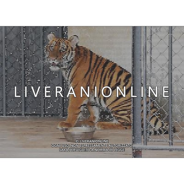 (110514) -- SUZHOU, May 14, 2011 () -- Photo taken on May 14, 2011, shows a young female South China tiger in a breeding base in Suzhou City, east China\'s Jiangsu Province, May 14, 2011. The young female South China tiger, an endangered tiger species, which was born on Sept. 6, 2010, was the second viable baby South China tiger in the past five years at the Suzhou base. (/Hang Xingwei) (llp) ©photoshot/ALDO LIVERANI SAS - ITALY ONLY - Una giovane femmina di tigre, una specie in via di estinzione, in un allevamento nella citta\' di Suzhou, a est della Cina nella provincia del Jiangsu, 14 maggio 2011.